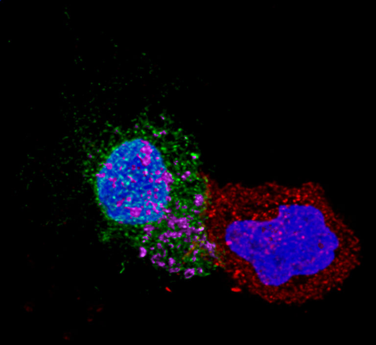 CTL targeting HIV infected CD4 T cell